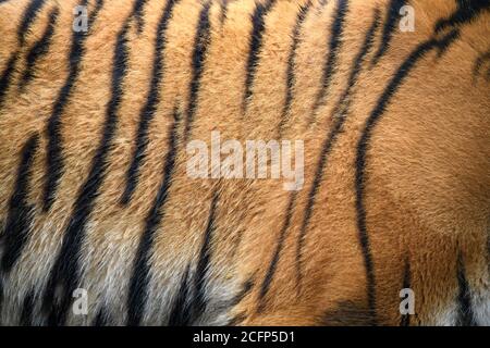 Closeup real tiger skin texture. Tigris fur background texture image background Stock Photo