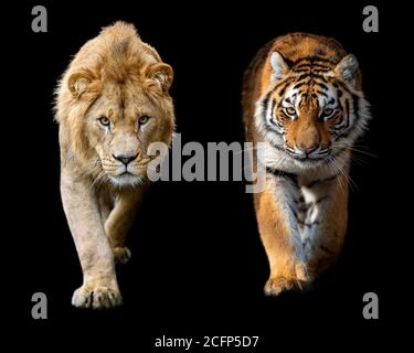 Beautiful close up detail portrait of big male lion and Siberian or Amur tiger on black background Stock Photo