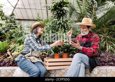 Two happy smiling retired gardeners in straw hats and checkered shirts, sitting in greenhouse and analyzing the amount and types of green plants, man Stock Photo