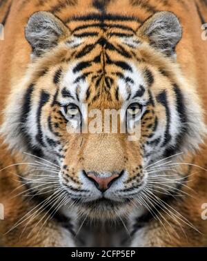 Beautiful close up detail portrait of big Siberian or Amur tiger