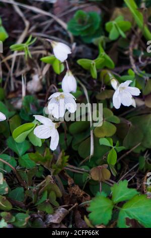 Rabbit cabbage a tree sorrel blooms in the forest with white flowers in early spring Stock Photo