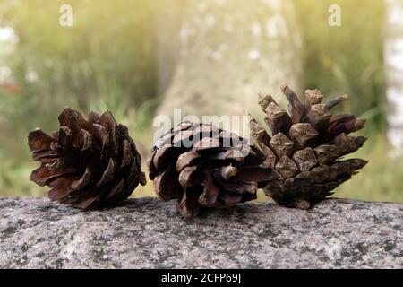Three fallen opened ripe pine cones lying on the granite boulder against blurred background Stock Photo