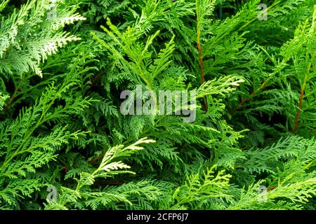 Beautiful green branches of thuja close up Stock Photo