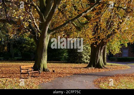 Path with Autumn trees and fallen leaves, Abington Park, Northampton, UK Stock Photo