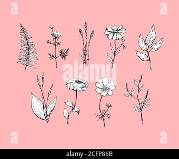 Botany. Set. Vintage flowers. Black and white illustration in the style of engravings. Stock Vector