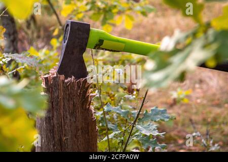 axe stuck into the stump in the autumn forest, woodworking tools, hatchet in tree. deforestation Stock Photo