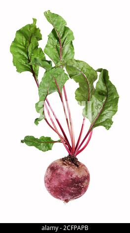 Single, isolated beetroot vegetables with leaves Stock Photo