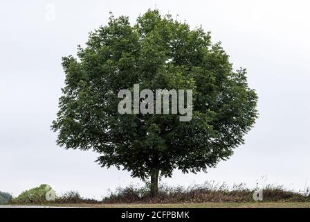 Single green tree on clear sky background Stock Photo
