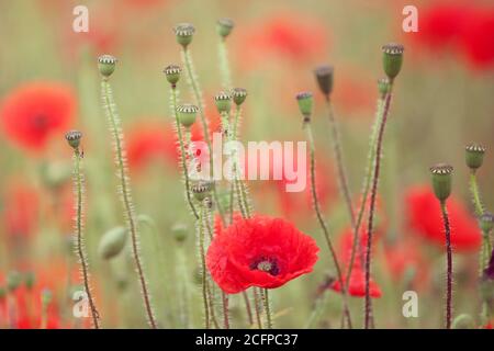 Common poppy seed heads after flowering in a hay meadow in Guildford, Surrey, UK Stock Photo