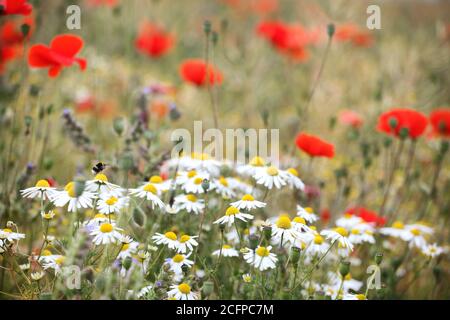 Wild chamomile daisies in a hay meadow in Guildford, Surrey, UK Stock Photo