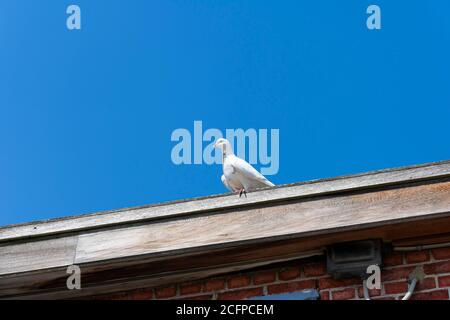 White turtledove sits on the edge of a roof with a blue sky as the background Stock Photo