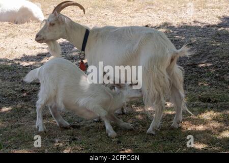 Young goat starts suckling with its mother Stock Photo