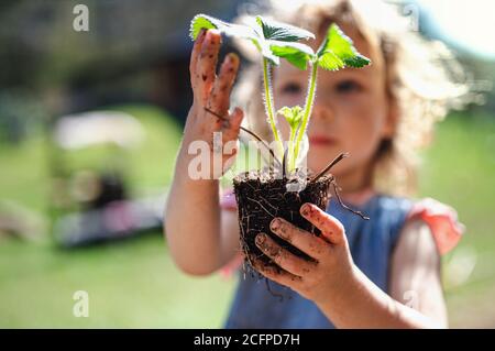 Small girl with dirty hands outdoors in garden, sustainable lifestyle concept. Stock Photo