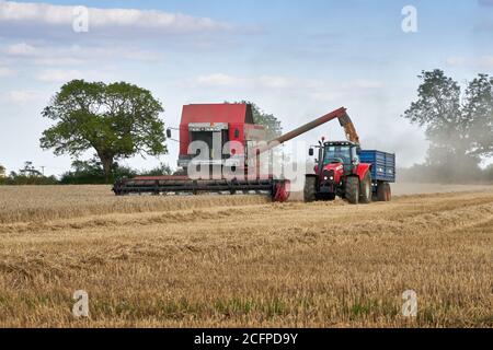 Red Massey Ferguson Cerea combine harvester cutting barley and tipping its load in to a blue trailer pulled by a red tractor in a Lincolnshire field Stock Photo