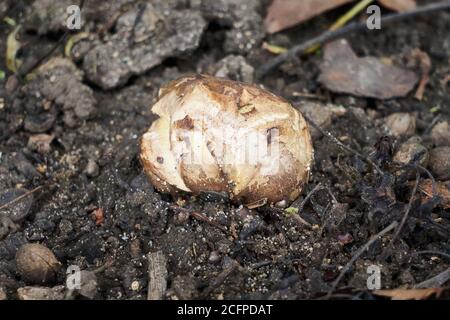 Small young Dyeball dye ball fungus fungi Pisolithus arhizus growing on soil with cracks forming Stock Photo