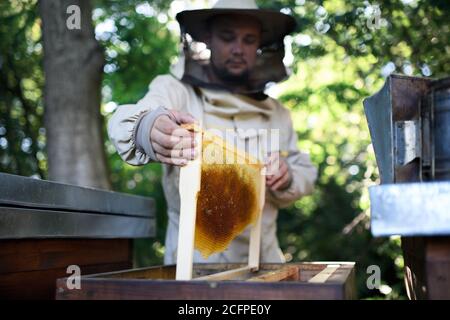 Man beekeeper holding honeycomb frame in apiary. Stock Photo