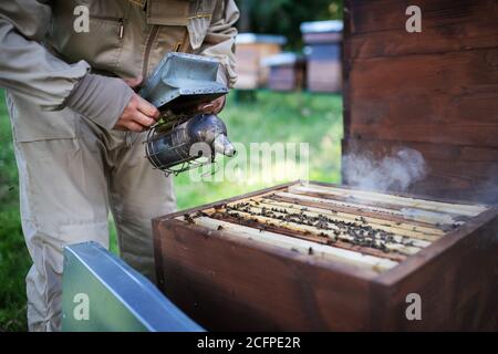 Unrecognizable man beekeeper working in apiary, using bee smoker. Stock Photo