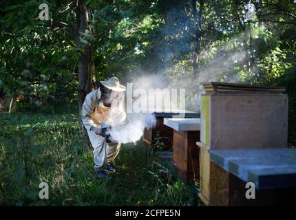 Portrait of man beekeeper working in apiary, using bee smoker. Stock Photo