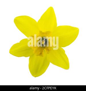 yellow narcissus flower isolated on the white background Stock Photo