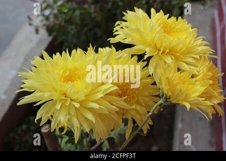 a yellow grandiform flower Stock Photo