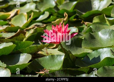 Red water lily in the botanical garden of Malaga, spain. Stock Photo