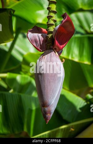 Banana blossom, banana heart, banana blooming on a banana tree. Stock Photo