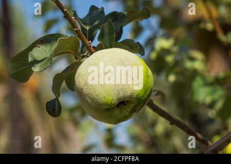 Quince fruit (Cydonia oblonga) ripening on tree, Spain. Stock Photo