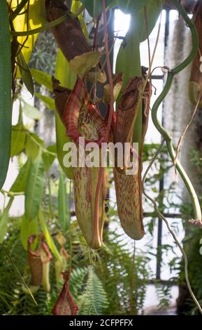 Tropical pitcher plant, Nepenthes sp. in Malaga botanic garden. Stock Photo