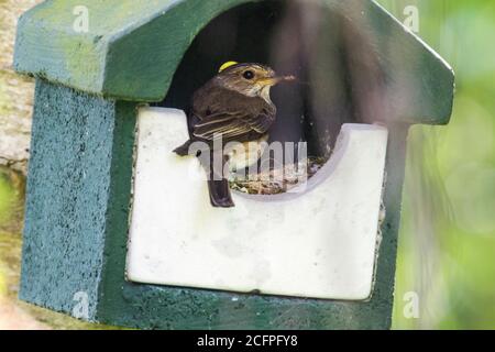 spotted flycatcher (Muscicapa striata), feeding chicks in nestbox , Netherlands, Frisia Stock Photo