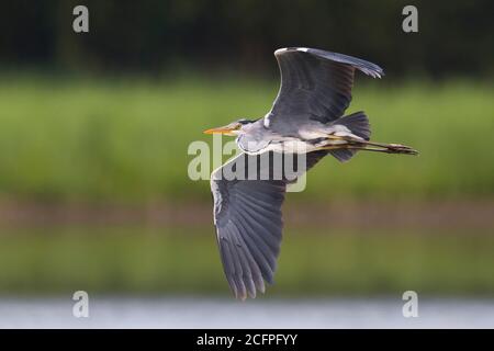 grey heron (Ardea cinerea), in flight, Italy, Stagno di Peretola Stock Photo