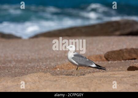 Russian common gull (Larus canus heinei, Larus heinei), perching on the beach, side view, Israel Stock Photo