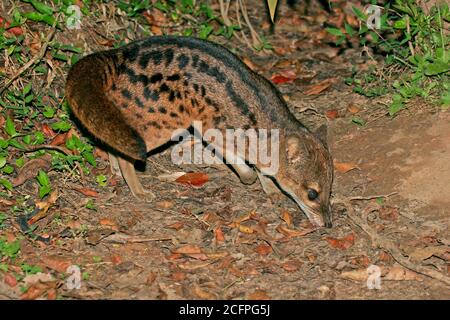 spotted Malagasy civet, spotted fanaloka, spotted fanalouc, fanaloka, jabady (Fossa fossana), Sniffing on the ground, Madagascar Stock Photo