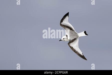 black-legged kittiwake (Rissa tridactyla, Larus tridactyla), juvenile in flight, Sweden Stock Photo