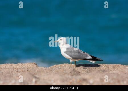 Russian common gull (Larus canus heinei, Larus heinei), perching on a rock at the coast, side view, Israel Stock Photo