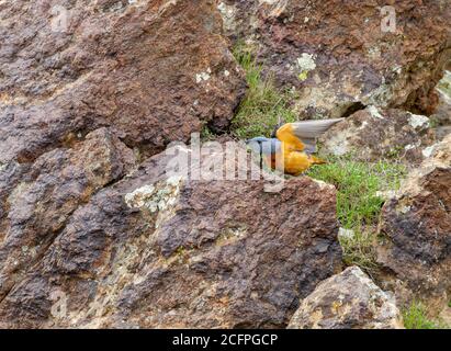 Mountain rock thrush, Rufous-tailed Rock Thrush (Monticola saxatilis), adult male stretching its wings, showing under wing pattern, Asia Stock Photo