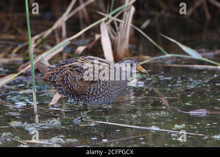 spotted crake (Porzana porzana), wading at the waterside through shallow water in autumn plumage, side view, Sweden Stock Photo