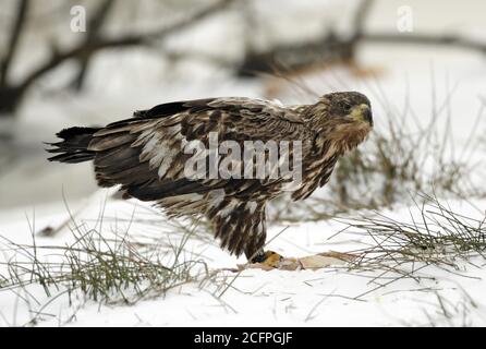 white-tailed sea eagle (Haliaeetus albicilla), second-winter white-tailed sea eagle perching on snow-covered ground, side view, Sweden Stock Photo