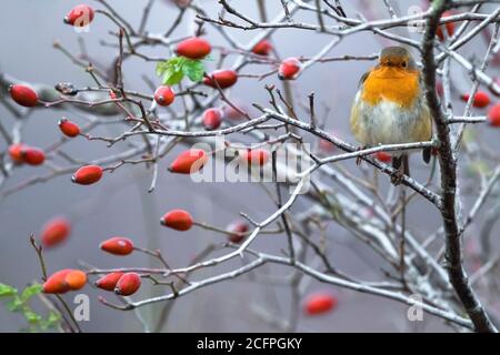 European robin (Erithacus rubecula), perched on a branch with rose hips, Italy, Stagno di Peretola Stock Photo