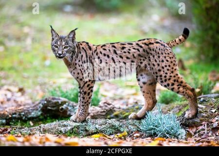 Iberian lynx (Lynx pardinus), side view of adult standing, Spain Stock Photo