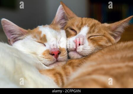 domestic cat, house cat (Felis silvestris f. catus), two kitten sleeping, Netherlands Stock Photo