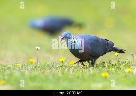 trocaz pigeon (Columba trocaz), foraging in the meadow, Madeira Stock Photo