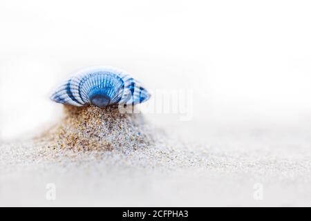 Empty shell of a Common Cockle Stock Photo - Alamy