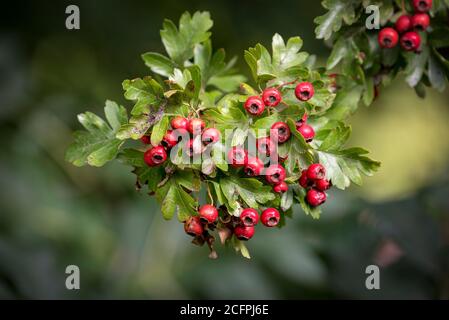 Red berries on hawthorn bush. Quickthorn or May Tree Stock Photo