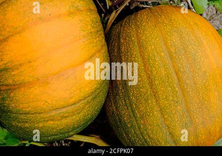 close up of two pumpkins in english garden, norfolk, england Stock Photo