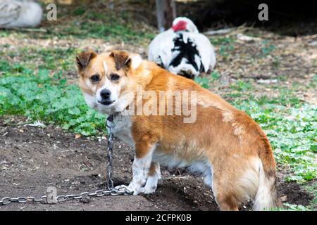 red-and-white dog sitting on a chain in the backyard Stock Photo