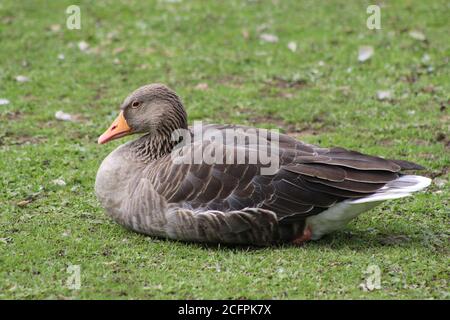 Sitting Duck On Green Grass, England Stock Photo