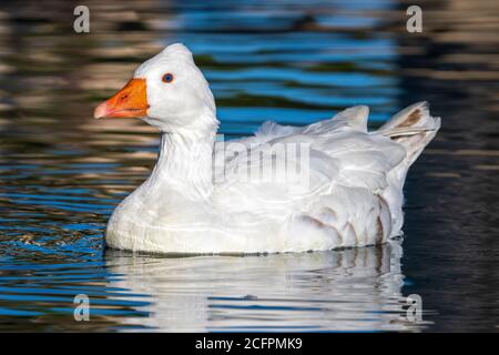 Graylag Tufted Roman Goose Anser anser Costa Ballena Cadiz Spain Stock Photo