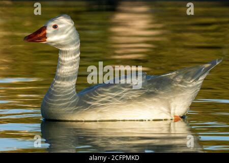 Graylag Tufted Roman Goose Anser anser Costa Ballena Cadiz Spain Stock Photo