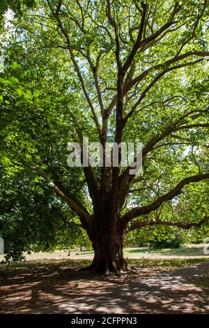 Landmark London Plane tree, Acton Park, London Stock Photo