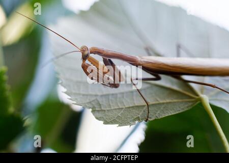 Praying mantis in nature on green background Stock Photo